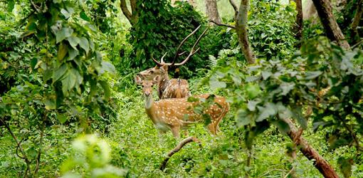 Spotted Dear at Chitwan