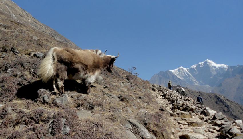 Yak in Trekking Trail to EBC with Mountain Background Trekking Trail to EBC
